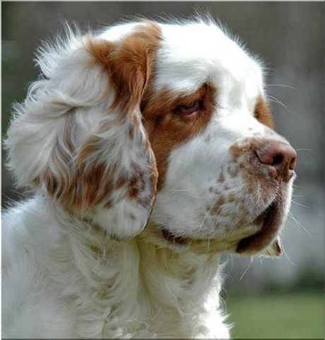 clumber spaniel charakterystyka i pielęgnacja.