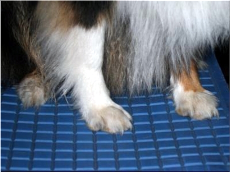 owczarek collie długowłosy charakterystyka i pielęgnacja 