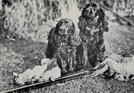 cocker spaniel charakterystyka i pielęgnacja