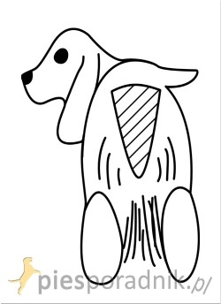 cocker spaniel charakterystykai pielęgnacja