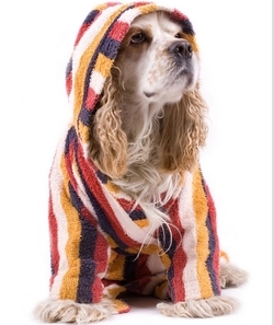 cocker spaniel charakterystykai pielęgnacja