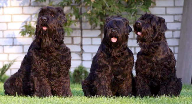 czarny rosyjski terier charakterystyka i pielęgnacja