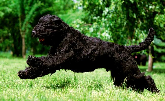 czarny rosyjski terier charakterystyka i pielęgnacja