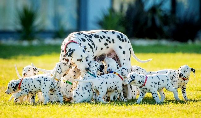 dalmatyńczyk charakterystyka i pielęgnacja