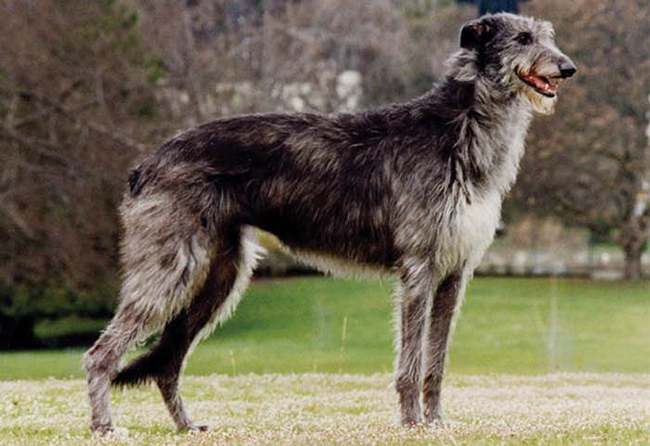 chart szkocki deerhound charakterystyka i pielęgnacja