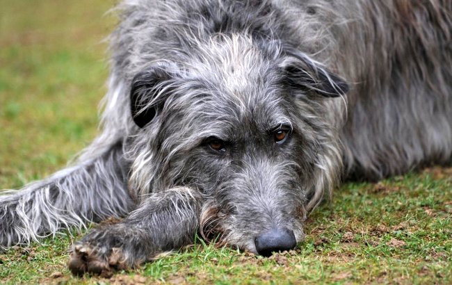 chart szkocki deerhound charakterystyka i pielęgnacja