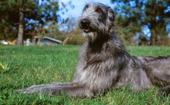 chart szkocki deerhound charakterystyka i pielęgnacja