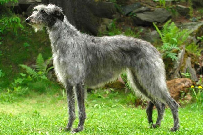 chart szkocki deerhound charakterystyka i pielęgnacja