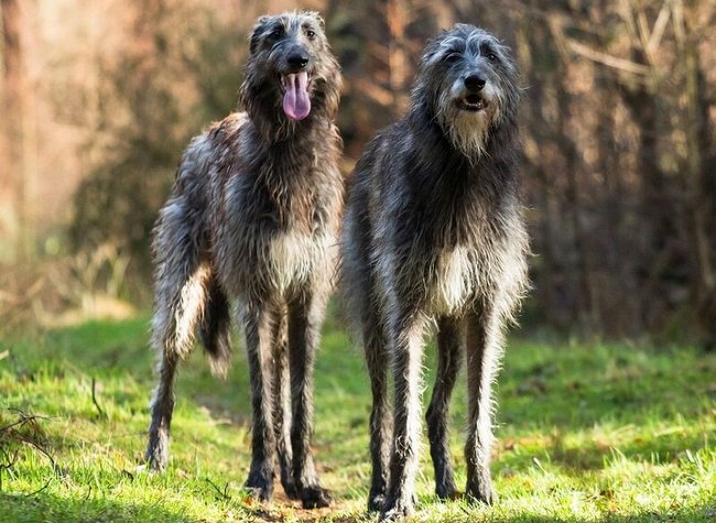 chart szkocki deerhound charakterystyka i pielęgnacja