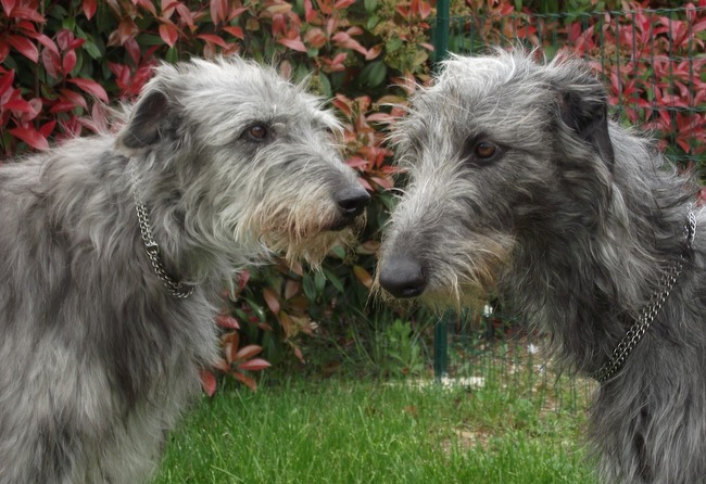 chart szkocki deerhound charakterystyka i pielęgnacja