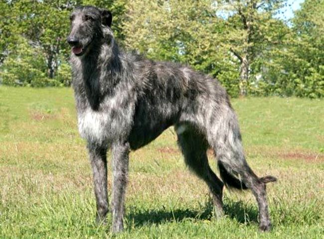 chart szkocki deerhound charakterystyka i pielęgnacja