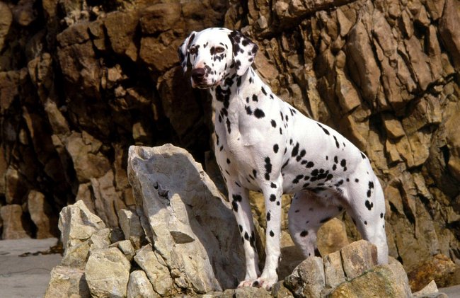 dalmatyńczyk charakterystyka i pielęgnacja