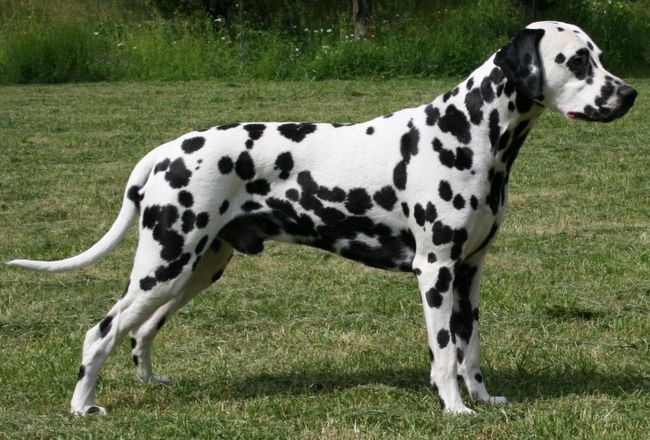 dalmatyńczyk charakterystyka i pielęgnacja