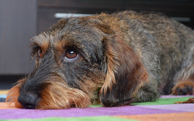 jamnik charakterystyka i pielęgnacja