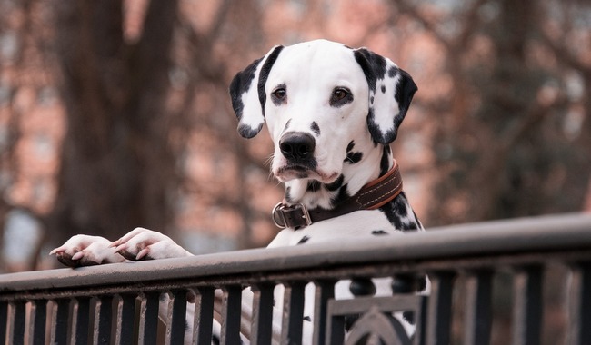 dalmatyńczyk charakterystyka i pielęgnacja