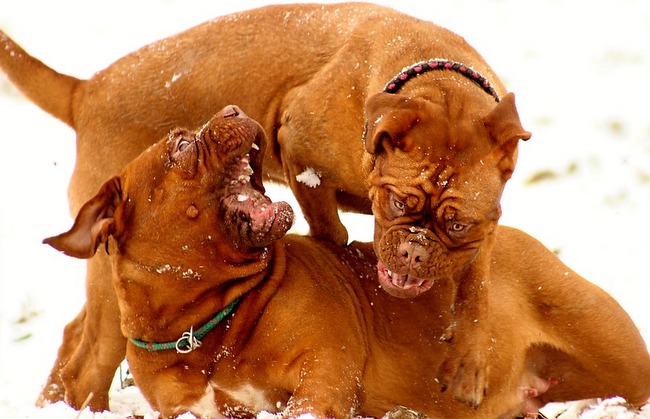 dog de bordeaux charakterystyka i pielęgnacj