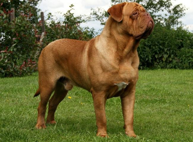 dog de bordeaux charakterystyka i pielęgnacj