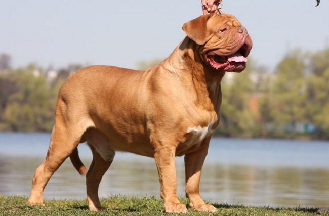 dog de bordeaux charakterystyka i pielęgnacj