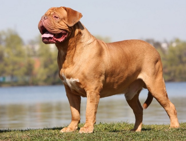 dog de bordeaux charakterystyka i pielęgnacj