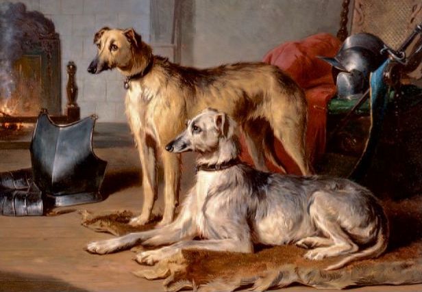 chart szkocki deerhound charakterystyka i pielęgnacja 