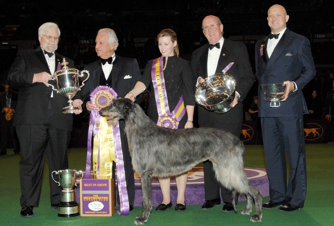 chart szkocki deerhound charakterystyka i pielęgnacja