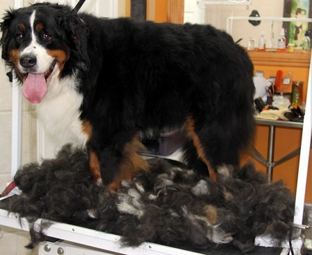 berneński pies pasterski charakter i pielęgnacja