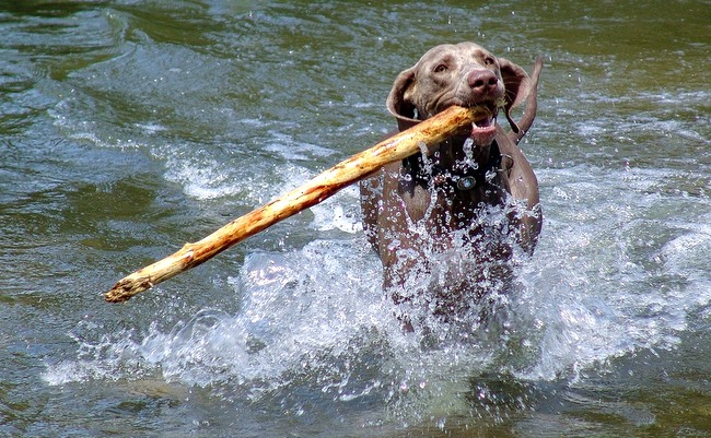 wyżeł weimarki charakterystyka i pielęgnacja