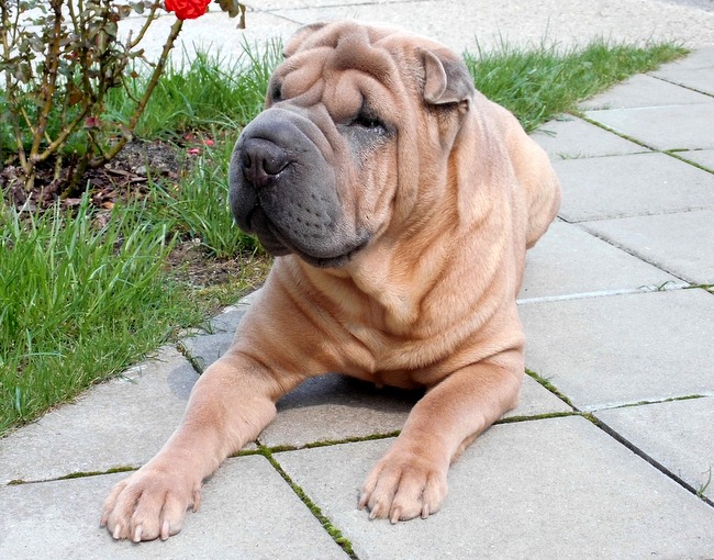shar pei charakterystyka i pielęgnacja