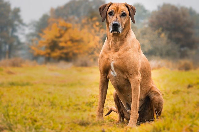 rhodesian ridgeback charakterystyka pielęgnacja