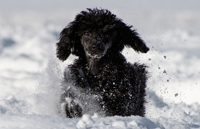 pudel charakterystyka i pielęgnacja
