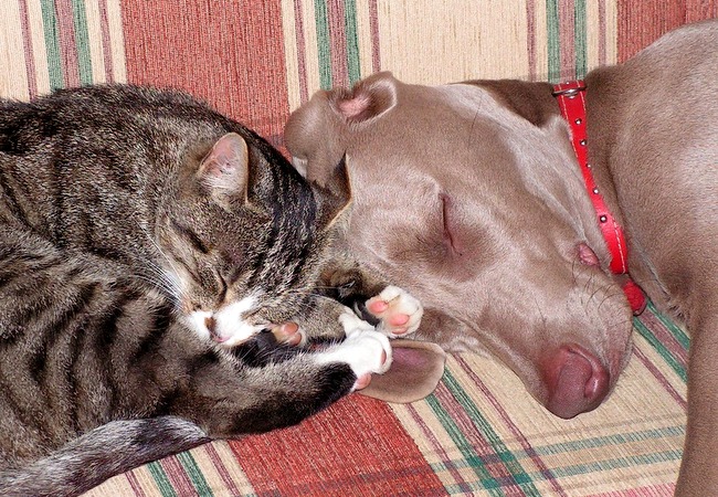 wyżeł weimarki charakterystyka i pielęgnacja 