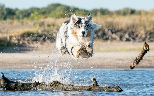 owczarek australijski charakterystyka i pielęgnacja