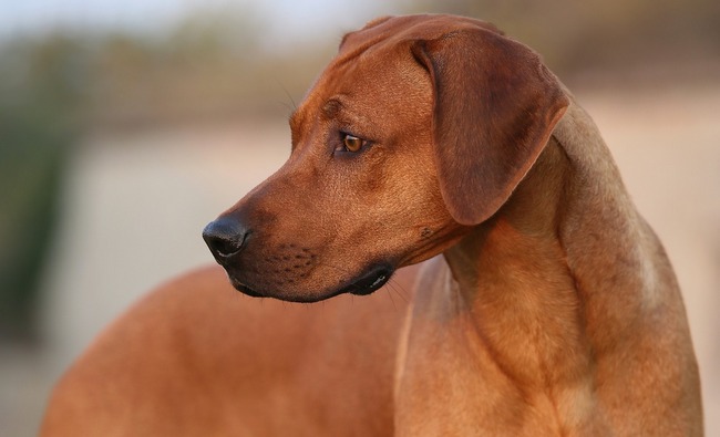 rhodesian ridgeback charakterystyka pielęgnacja
