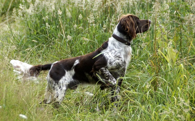 duży munsterlander charakterystyka