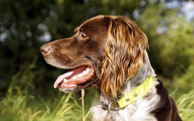 duży munsterlander charakterystyka