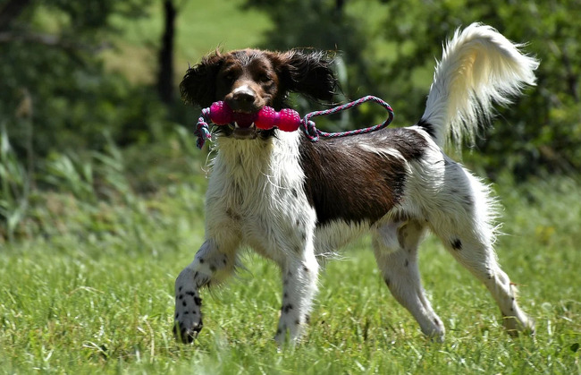 duży munsterlander charakterystyka