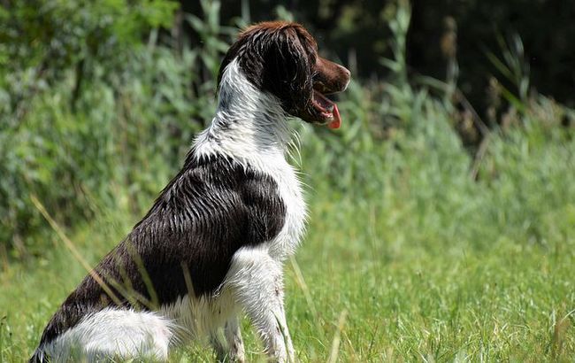 duży munsterlander charakterystyka