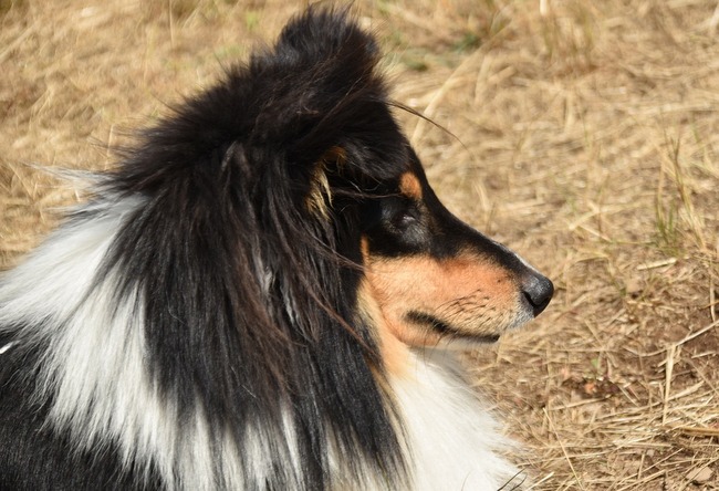 owczarek szetlandzki charakterystyka i pielęgnacja