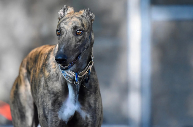 chart angielski greyhound charakterystyka i pielęgnacja