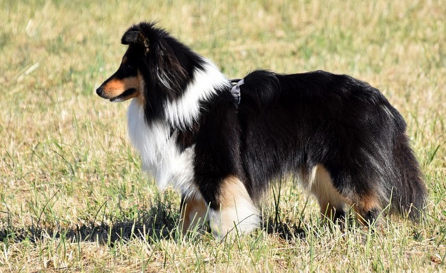 owczarek szetlandzki charakterystyka i pielęgnacja