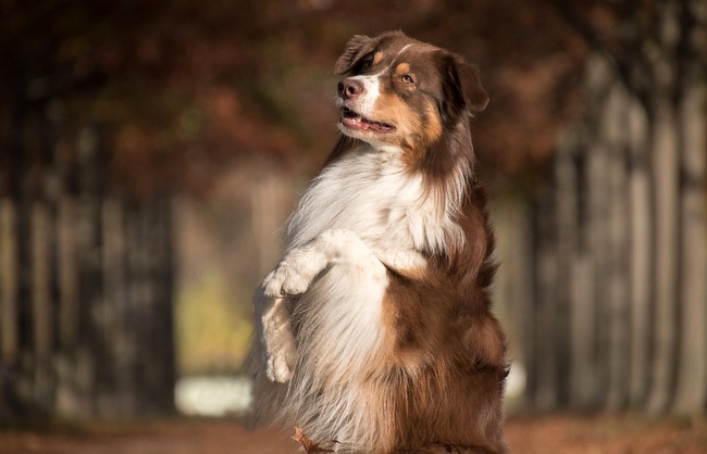 owczarek australijski charakterystyka i pielęgnacja