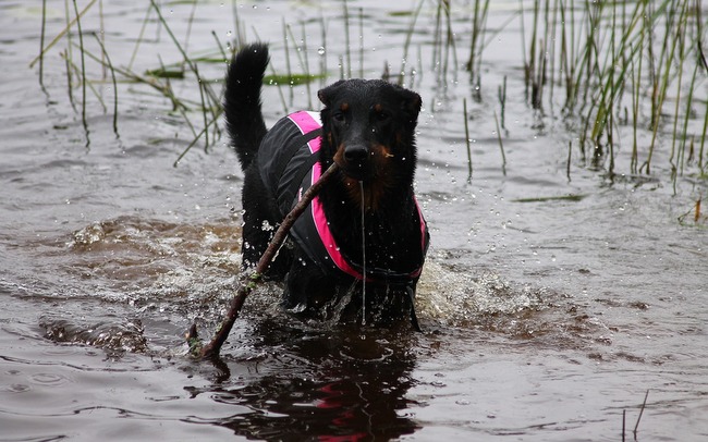 beauceron charakterystyka i pielęgnacja