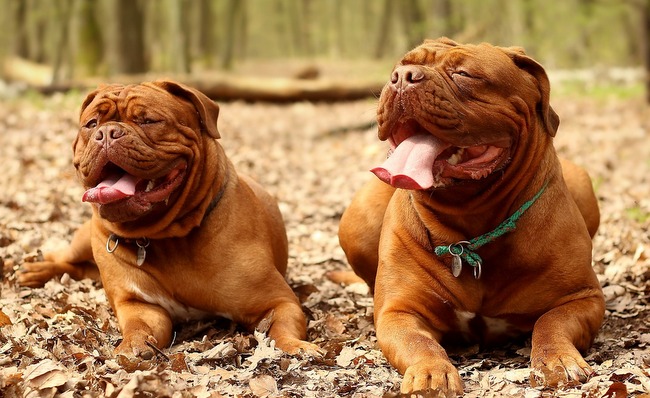 dog de bordeaux charakterystyka i pielęgnacj