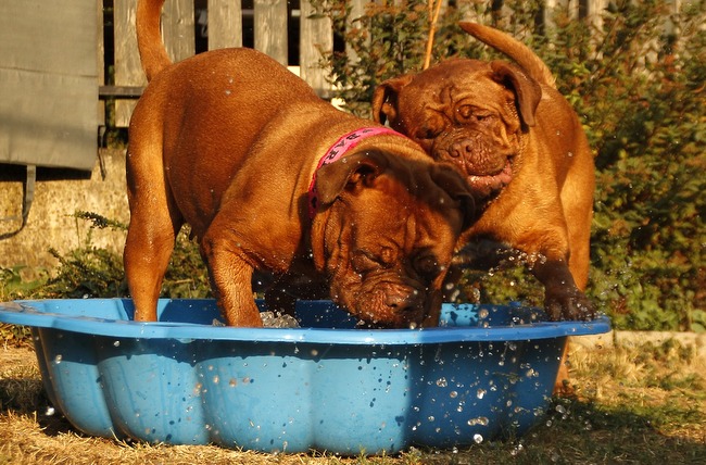 dog de bordeaux charakterystyka i pielęgnacj