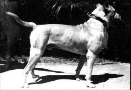 dog argetyński charakterystyka pielęgnacja grooming