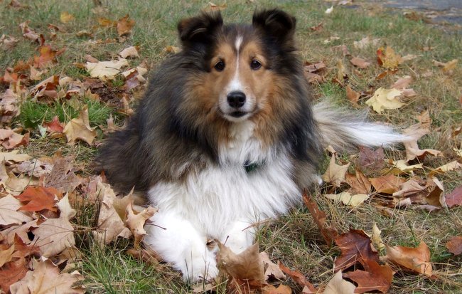 owczarek szetlandzki charakterystyka i pielęgnacja