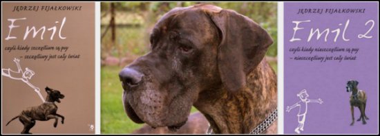 dog niemiecki charakterystyka pielęgnacja grooming