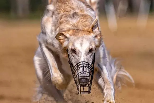 borzoj charakterystyka i pielęgnacja
