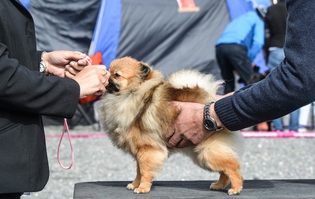 pomeranian charakterystyka i pielęgnacja