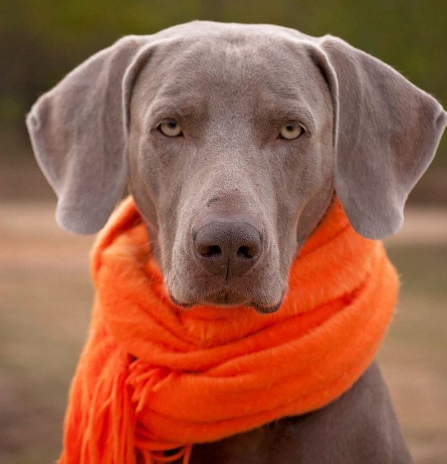 wyżeł weimarki charakterystyka i pielęgnacja